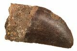 1 1/2" Carcharodontosaurus Tooth With Serrations - Photo 3